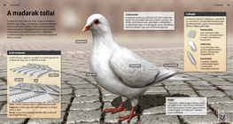 Перата на птиците