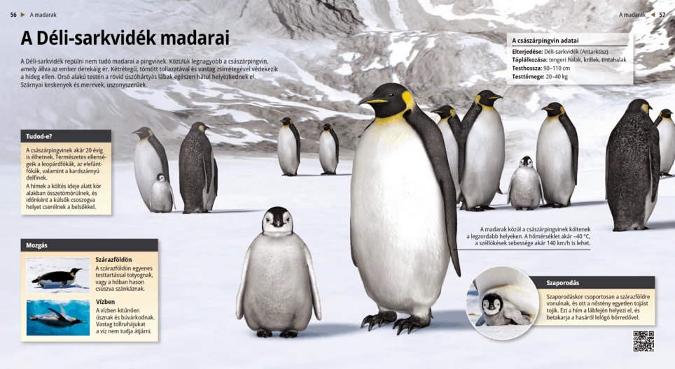 Пингвините: птиците на Южния полюс