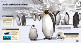 Пингвините: птиците на Южния полюс