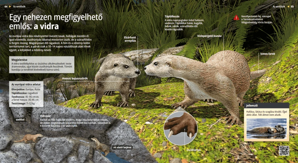 Видрата: суперплувецът