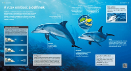 Делфините: водните бозайници