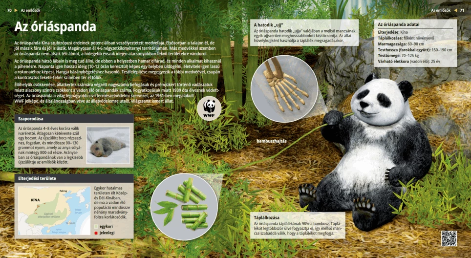 Голяма панда