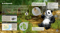 Голяма панда