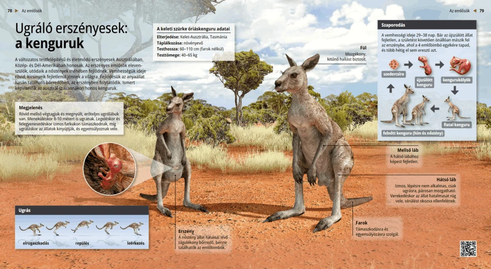 Кенгурутата: скачащите двуутробни