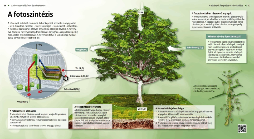 Фотосинтеза