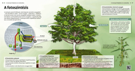 Фотосинтеза