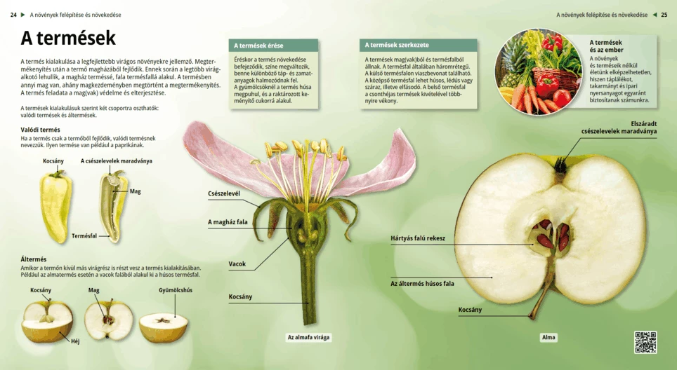 Видове плодове