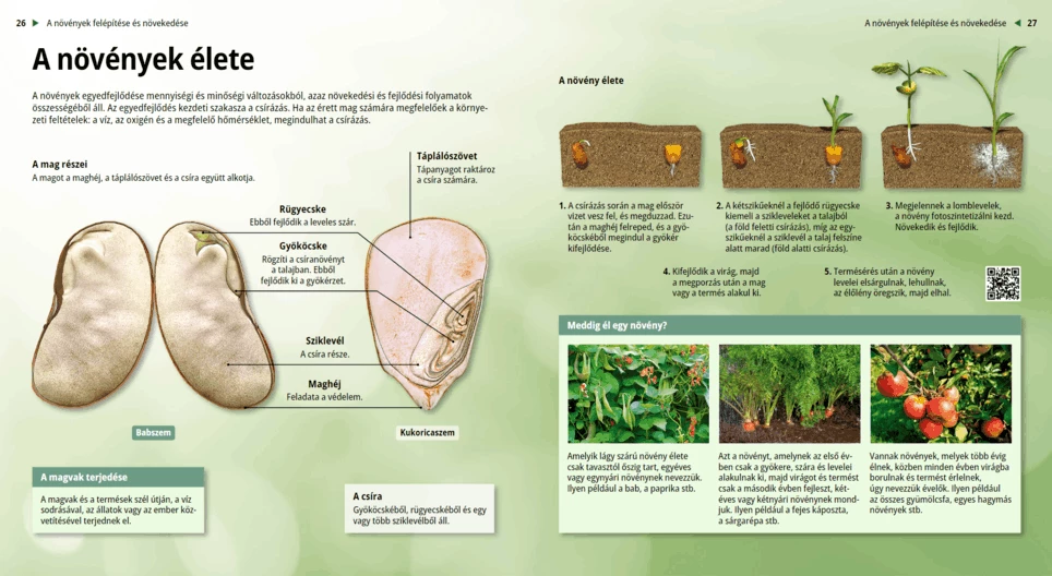 Жизнен цикъл на растенията