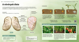 Жизнен цикъл на растенията