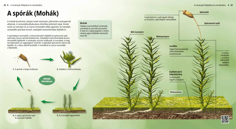 Спори (мъхове)