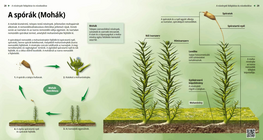 Спори (мъхове)