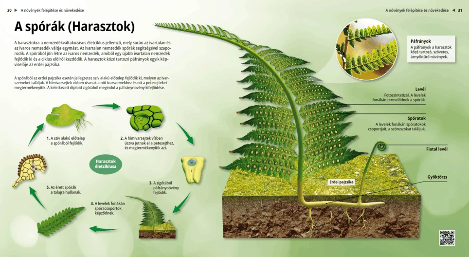 Спори (папрати)