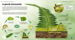 Спори (папрати)