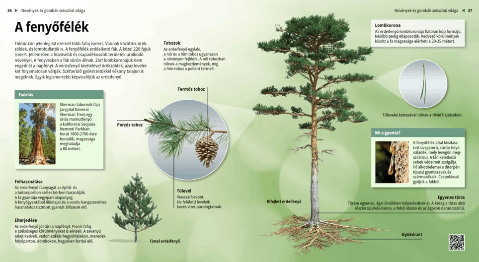 Семейство Борови