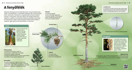 Семейство Борови