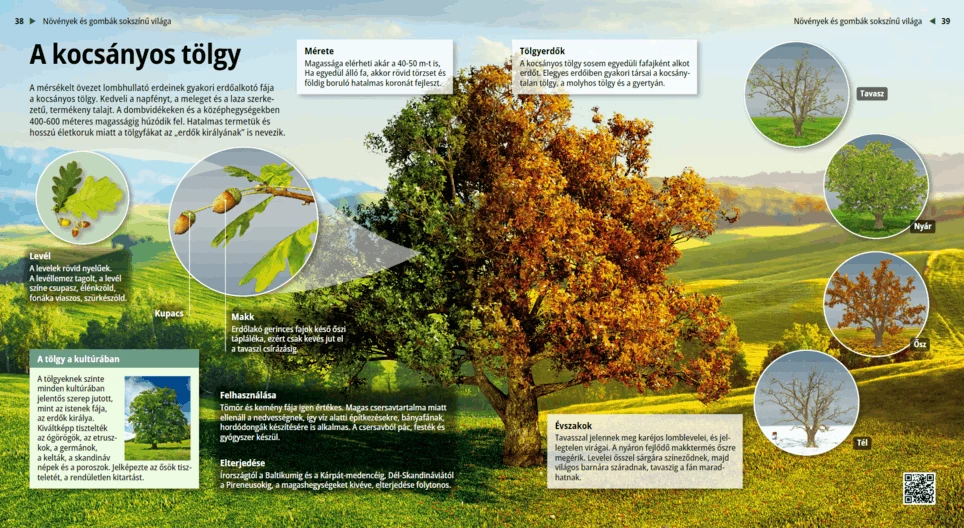 Обикновен дъб