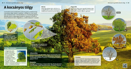 Обикновен дъб