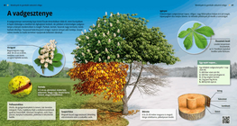 Конски кестен