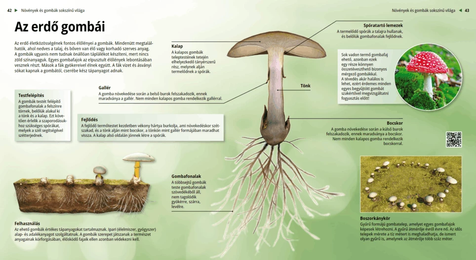 Горски гъби
