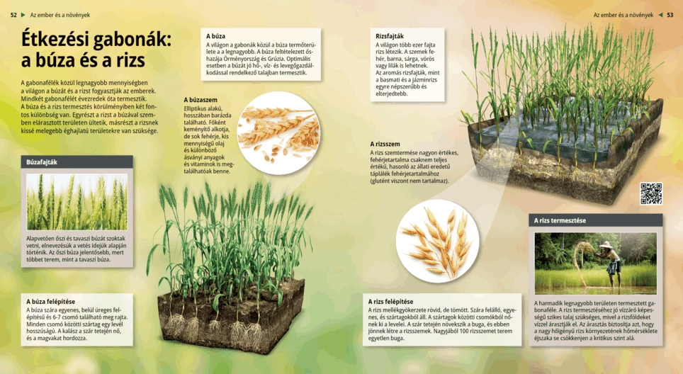 Зърнени храни: пшеница и ориз