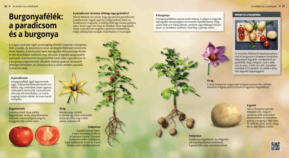 Картофови: домат и картоф