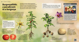 Картофови: домат и картоф