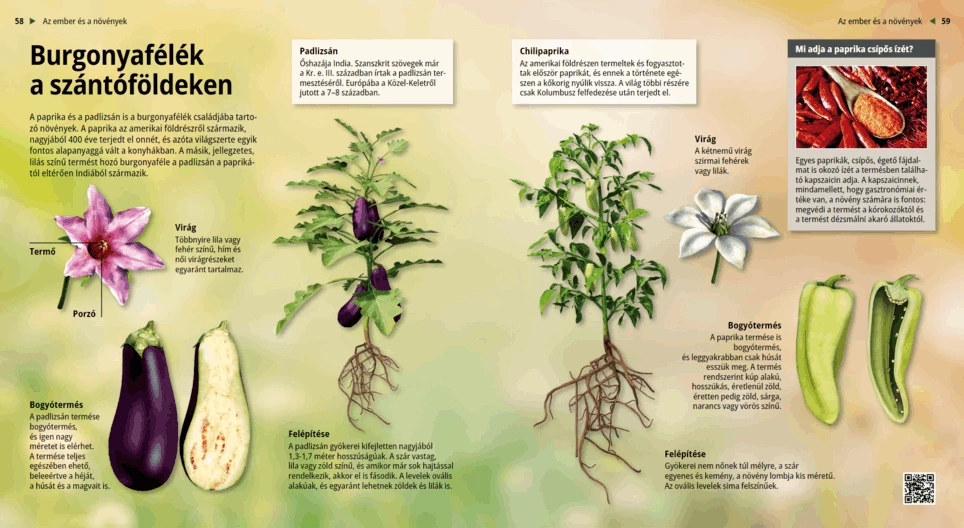 Картофови на полето