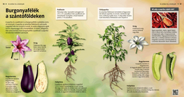 Картофови на полето