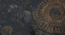 Живи вкаменелости