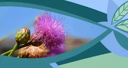 Цветът
