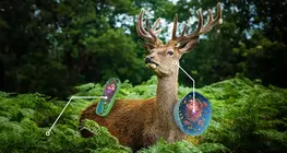 Да сравним растителните и животинските клетки