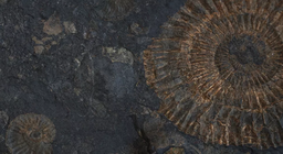 Живи вкаменелости