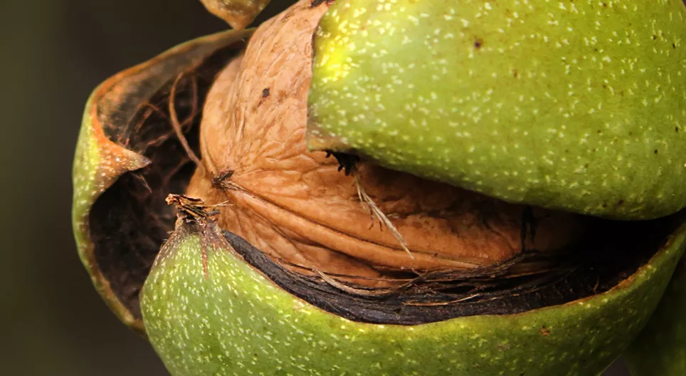 Посадете орех за внуците си