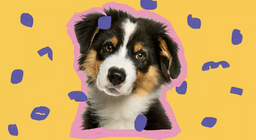 Искате ли да имате кученце?