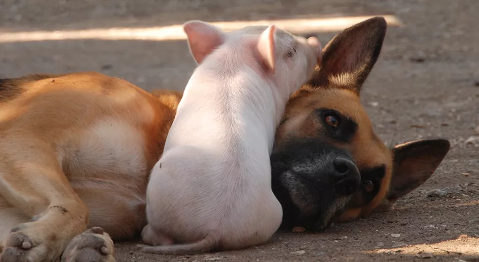 Вярно ли е, че свинете са по-умни от кучетата?