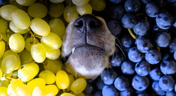 Защо е добре да ядем грозде?