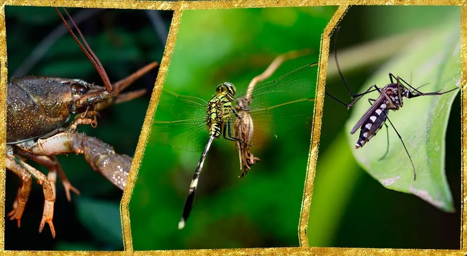 Членестоноги във водата