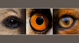 Гризачи и хищници