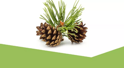 Светът на вечнозелените растения