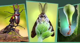 Насекоми в гората