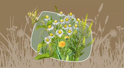 Плевел или билка?