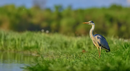 Жители на водите и бреговете
