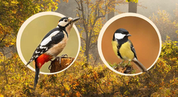 Птици в короната на дървото