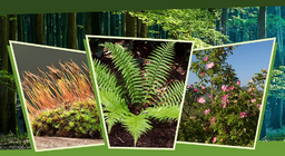 На светлина и на сянка