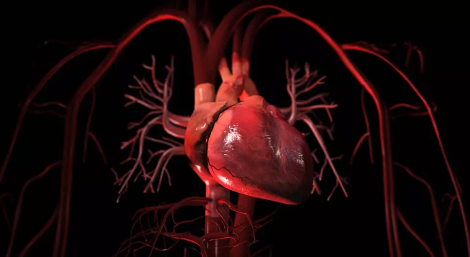 Кръвообращение