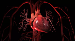 Кръвообращение