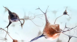 Кои са особеностите на нервната тъкан?