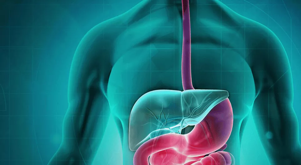 Храносмилателна система I: от устната кухина до стомаха