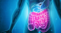 Храносмилателна система II: Средното и задното черво