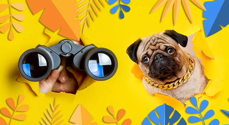 Виждаш ли, каквото и аз?